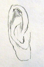 Dipingere le orecchie: disegno preliminare N 2