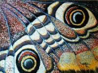 Iacobelli- farfalla